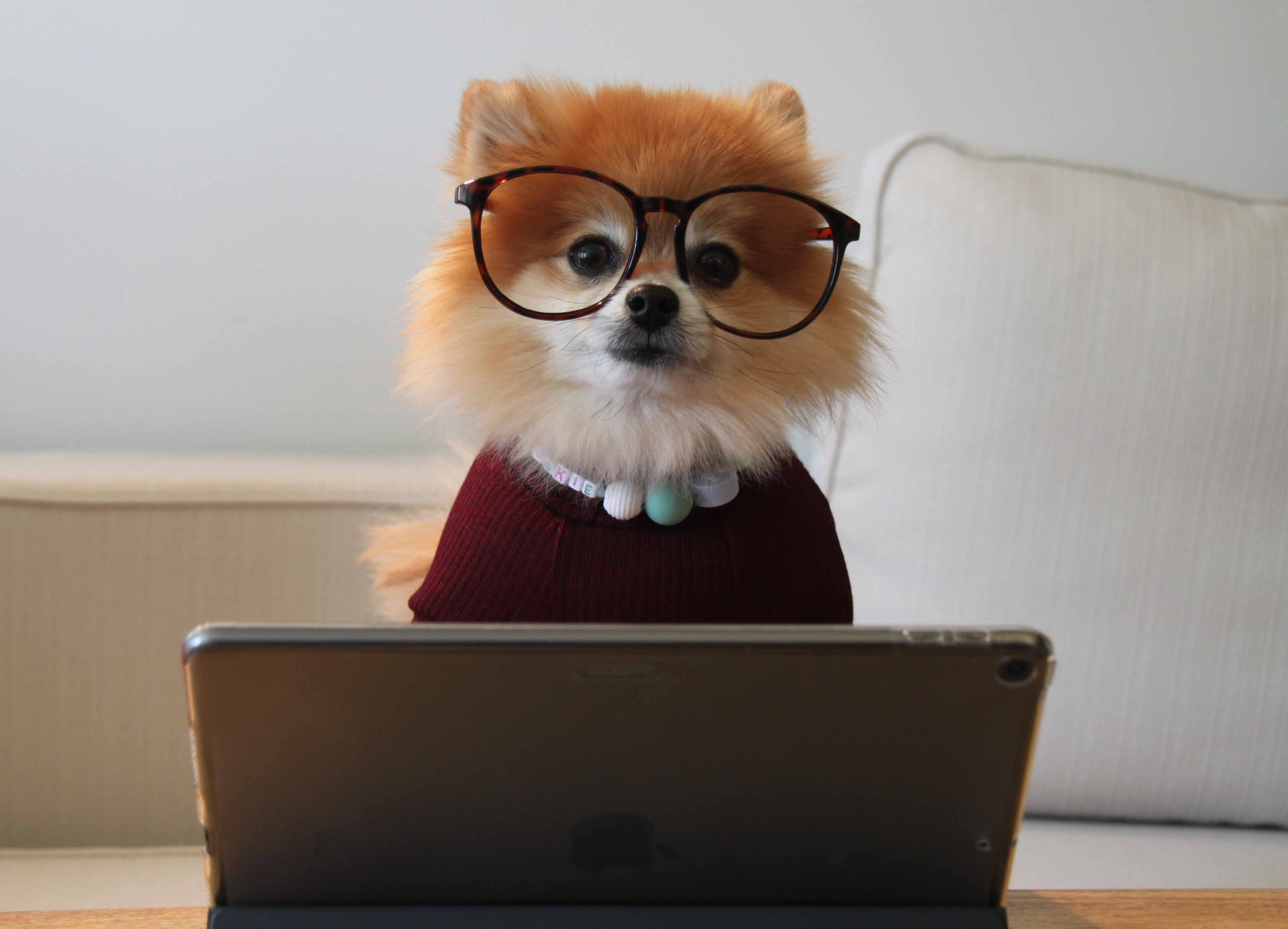 Brown and white pomeranian puppy on macbook photo